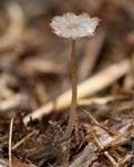 Verschiedenhaariger Tintling, Foto 24