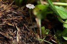 Verschiedenhaariger Tintling, Foto 7