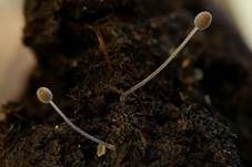 Verschiedenhaariger Tintling, Foto 10