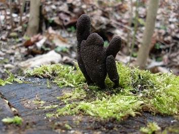 Vielgestaltige Holzkeule, Foto 2