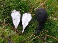 Vielgestaltige Holzkeule, Foto 16