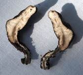 Vielgestaltige Holzkeule, Foto 21