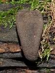 Vielgestaltige Holzkeule, Foto 34