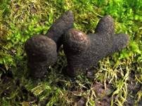 Vielgestaltige Holzkeule, Foto 44