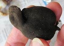 Vielgestaltige Holzkeule, Foto 11