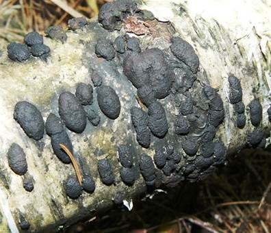 Vielgestaltige Kohlenbeere, Foto 3