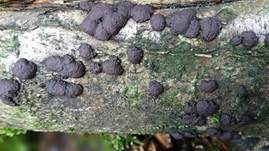Vielgestaltige Kohlenbeere, Foto 12