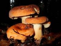 Brätling, Foto 15