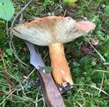 Brätling, Foto 25