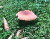 Brätling, Foto 30