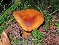 Brätling, Foto 8