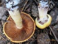 Vielgestaltiger Schleimkopf, Foto 6