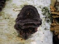 Violettblättling, Foto 18