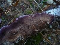 Violettblättling, Foto 7