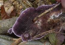 Violettblättling, Foto 8