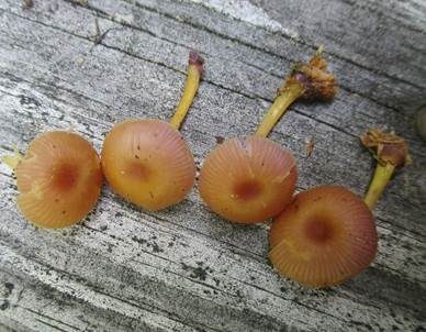 Violettblättriger Nabeling, Foto 5