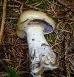 Violettblättriger Schleimkopf, Foto 5