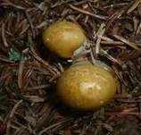 Violettblättriger Schleimkopf, Foto 6