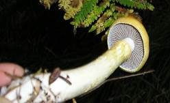 Violettblättriger Schleimkopf, Foto 10