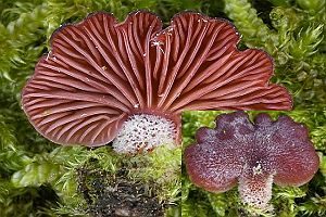 Violettblättriger Zwergknäueling, Foto 1