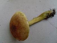 Violettbrauner Schwefelritterling, Foto 12