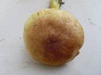 Violettbrauner Schwefelritterling, Foto 13