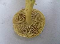 Violettbrauner Schwefelritterling, Foto 11