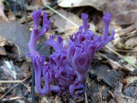Violette Korallenkeule, Foto 3