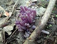 Violette Korallenkeule, Foto 20
