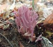Violette Korallenkeule, Foto 6