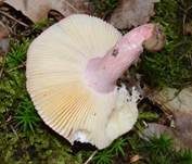 Brätlingstäubling, Foto 9