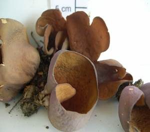 Violetter Öhrling, Foto 6