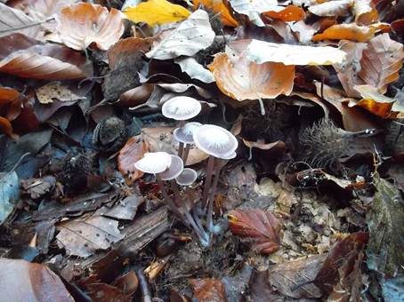 Violetter Dufthelmling, Foto 3