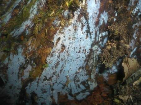 Violetter Gallertpilz, Foto 2