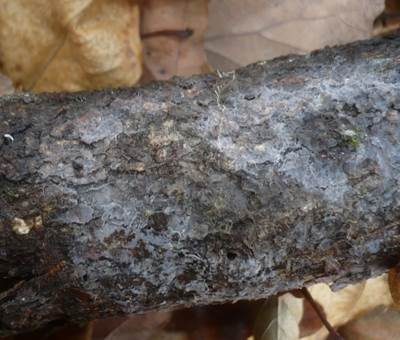 Violetter Gallertpilz, Foto 3