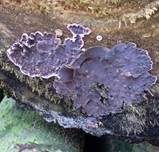 Violetter Knorpelschichtpilz, Foto 36