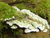 Violetter Lederporling, Foto 30