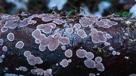 Violetter Lederporling, Foto 42