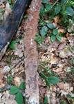 Violetter Lederporling, Foto 44