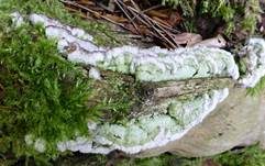 Violetter Lederporling, Foto 8