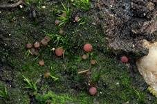 Violetter Moosbecherling, Foto 5