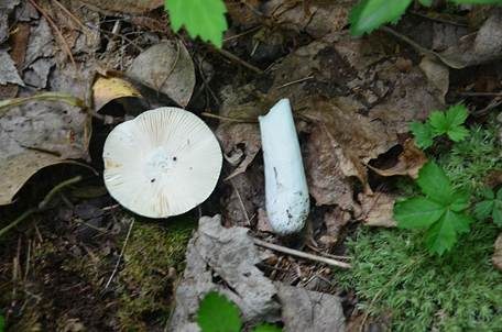 Violetter Purpurtäubling, Foto 4