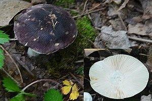 Violetter Purpurtäubling, Foto 1
