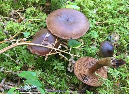Violetter Rettichgürtelfuß, Foto 2