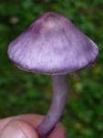 Violetter Risspilz, Foto 17