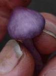 Violetter Risspilz, Foto 22