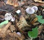 Violetter Risspilz, Foto 31