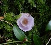 Violetter Risspilz, Foto 37