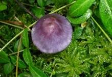 Violetter Risspilz, Foto 10