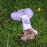 Violetter Rötelritterling, Foto 28